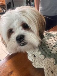 Lost Male Dog last seen Collins hill industrial, Lawrenceville, GA 30043
