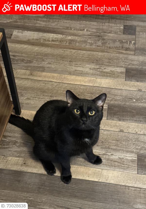 Lost Male Cat last seen Brents rents, Bellingham, WA 98226