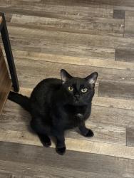 Lost Male Cat last seen Brents rents, Bellingham, WA 98226