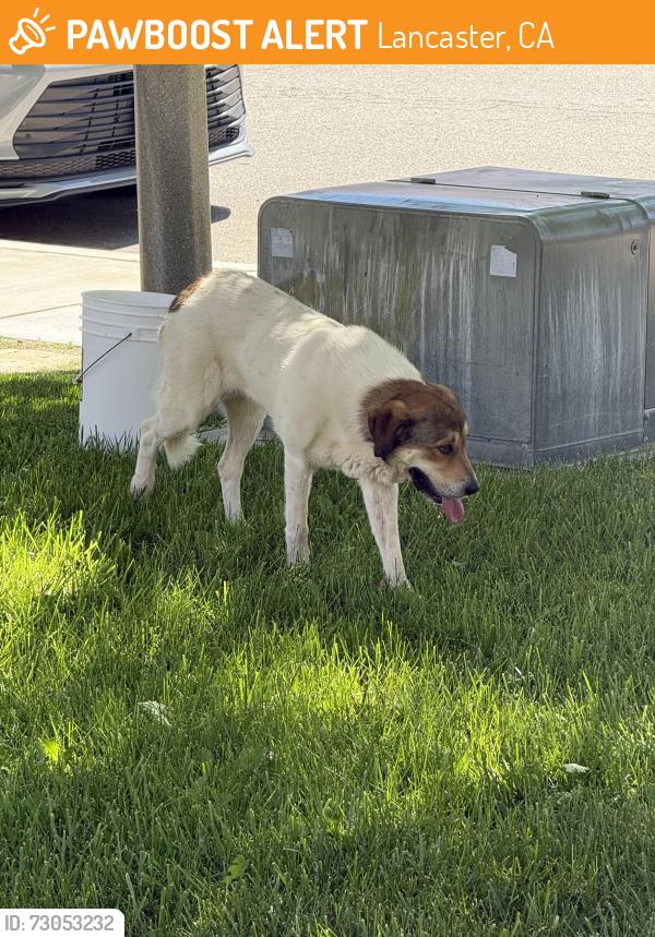 Found/Stray Unknown Dog last seen Balmuir Ave between J-3 and J-5, Lancaster, CA 93535