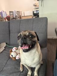 Found/Stray Male Dog last seen Near Northpark blvd w San Bernardino ca, San Bernardino, CA 92407
