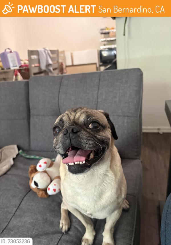 Found/Stray Male Dog last seen Near Northpark blvd w San Bernardino ca, San Bernardino, CA 92407