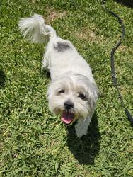 Reunited Male Dog last seen Near Paramount Blvd #3538, Downey, CA 90242, Downey, CA 90242