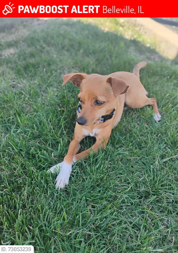 Lost Female Dog last seen North end park in Belleville, Illinois, Belleville, IL 62220