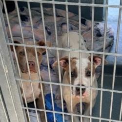 Shelter Stray Female Dog last seen , 12910 Yukon Ave, Hawthorne, CA 90250, USA