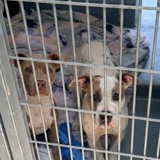 Shelter Stray Female Dog last seen , 12910 Yukon Ave, Hawthorne, CA 90250, USA