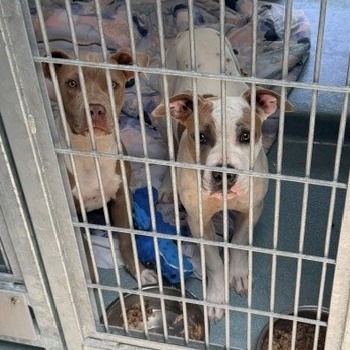 Shelter Stray Female Dog last seen , 12910 Yukon Ave, Hawthorne, CA 90250, USA