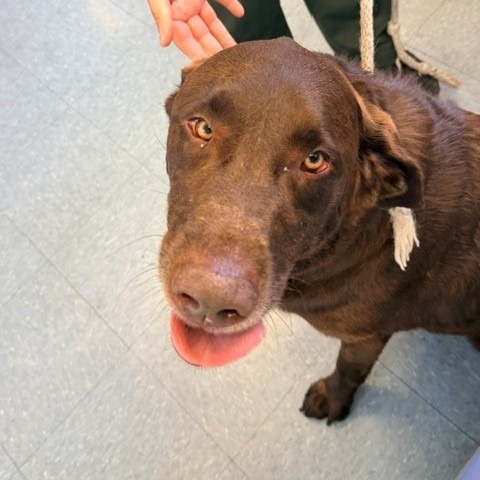 Shelter Stray Male Dog last seen , 12910 Yukon Ave, Hawthorne, CA 90250, USA