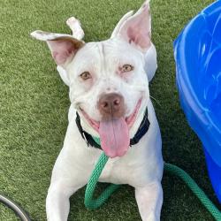Shelter Stray Female Dog last seen , Animal Care & Control Team of Philly, 111 W Hunting Park Ave, Philadelphia, PA 19140, USA