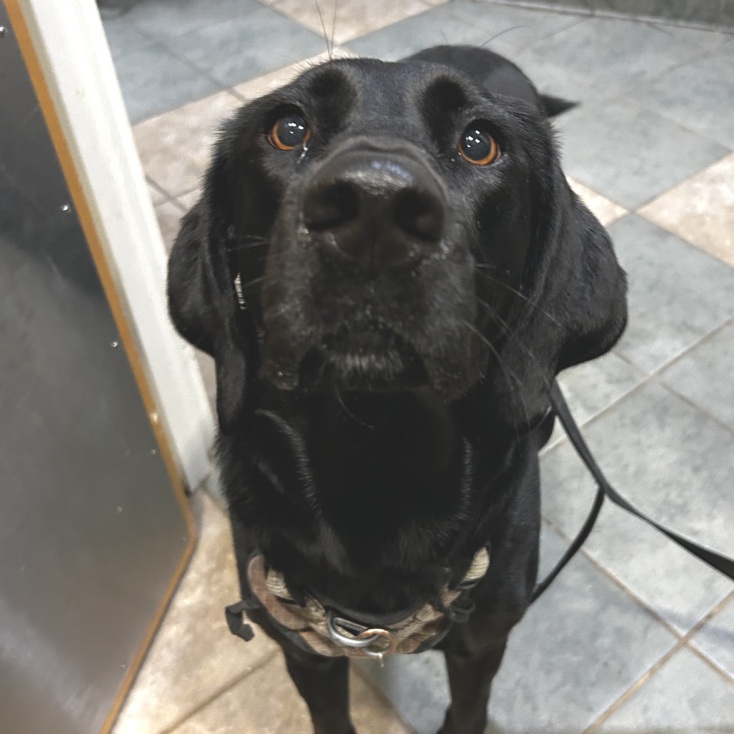 Shelter Stray Female Dog last seen , 4500 N Access Rd, Chattanooga, TN 37415, USA