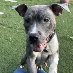 Shelter Stray Female Dog last seen , 1013 Garfield St, Oak Park, IL 60304, USA