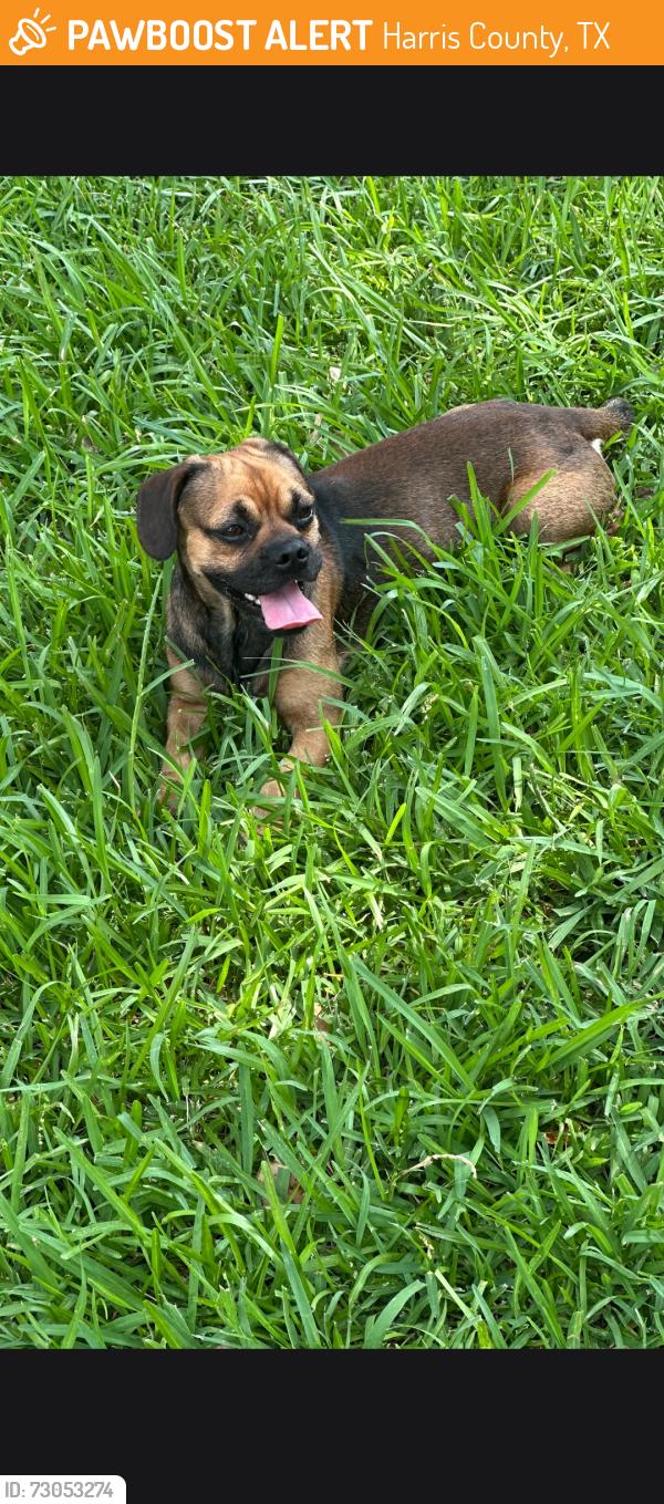 Found/Stray Male Dog last seen Addicks Satsuma and West Little York, Harris County, TX 77084