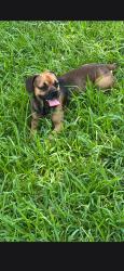 Found/Stray Male Dog last seen Addicks Satsuma and West Little York, Harris County, TX 77084
