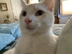 Lost Male Cat last seen New Amwell Road Hillsborough , Hillsborough Township, NJ 08844