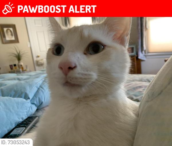 Lost Male Cat last seen New Amwell Road Hillsborough , Hillsborough Township, NJ 08844