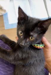 Found/Stray Unknown Cat last seen Fairmount park on a tree, Riverside, CA 92501