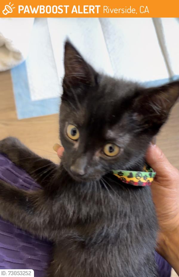 Found/Stray Unknown Cat last seen Fairmount park on a tree, Riverside, CA 92501