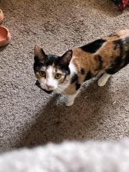 Lost Female Cat last seen Mariposa/creste verde golf course , Corona, CA 92879