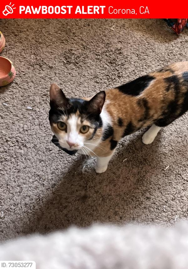Lost Female Cat last seen Mariposa/creste verde golf course , Corona, CA 92879