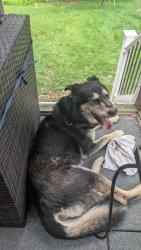 Reunited Male Dog last seen Woodlands , Pocono Woodland Lakes, PA 18337
