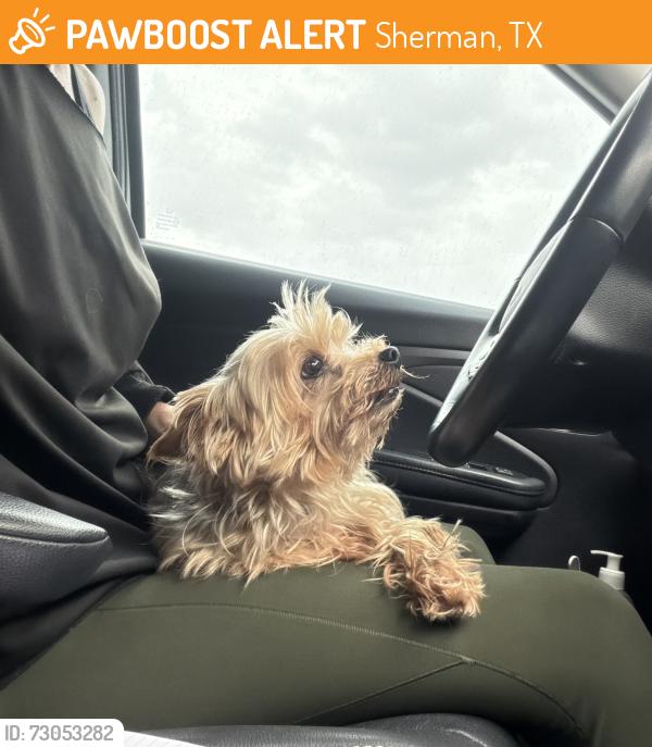 Found/Stray Female Dog last seen Taylor street, Meritage homes, Sherman, TX 75090