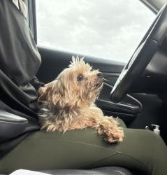 Found/Stray Female Dog last seen Taylor street, Meritage homes, Sherman, TX 75090