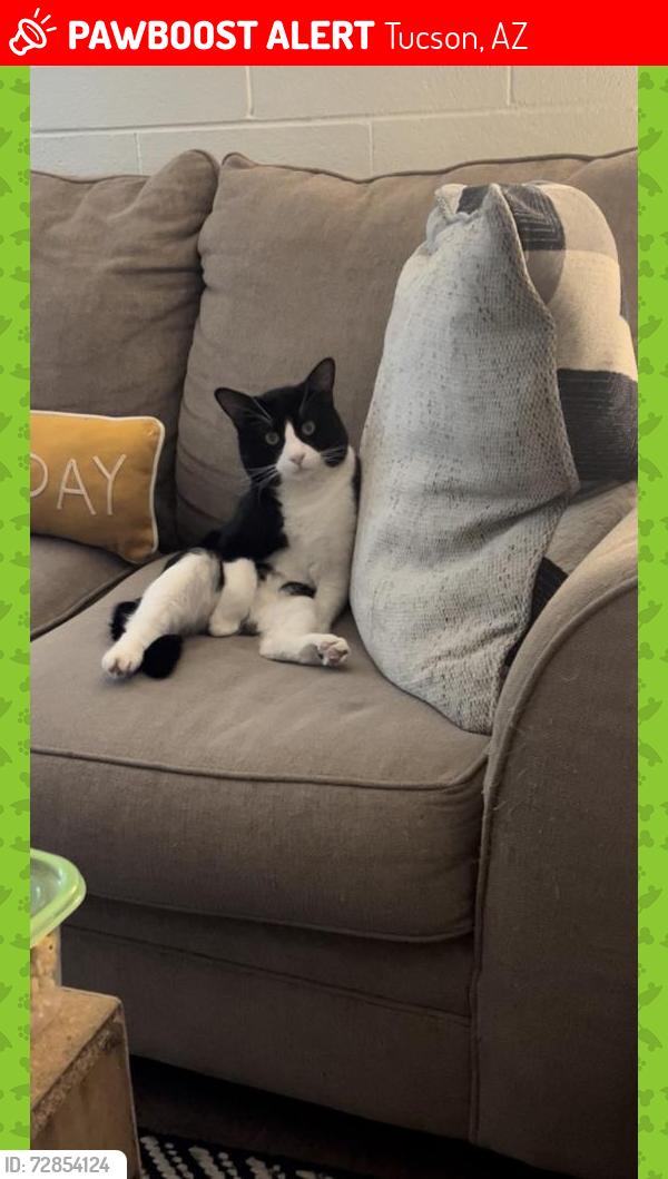Lost Male Cat last seen Irvington & county club & Benson HWY, Tucson, AZ 85706