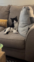 Lost Male Cat last seen Irvington & county club & Benson HWY, Tucson, AZ 85706