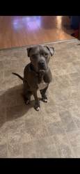 Lost Male Dog last seen Summer point subdivisions in baton rouge, Baton Rouge, LA 70810