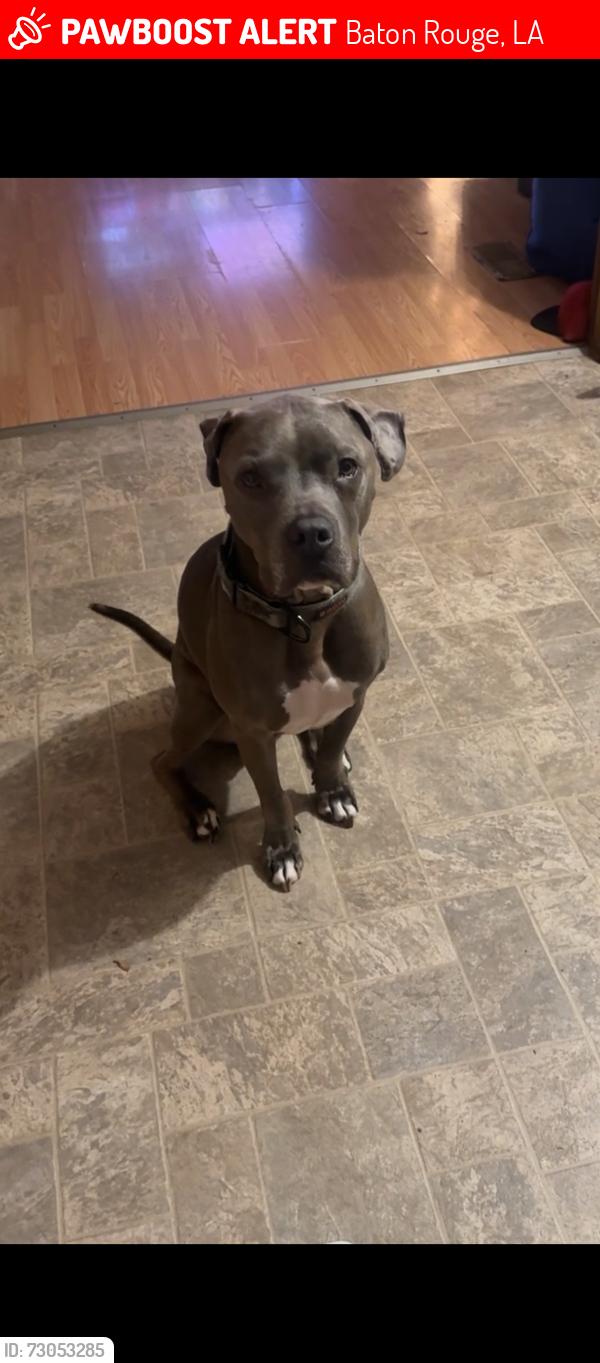 Lost Male Dog last seen Summer point subdivisions in baton rouge, Baton Rouge, LA 70810