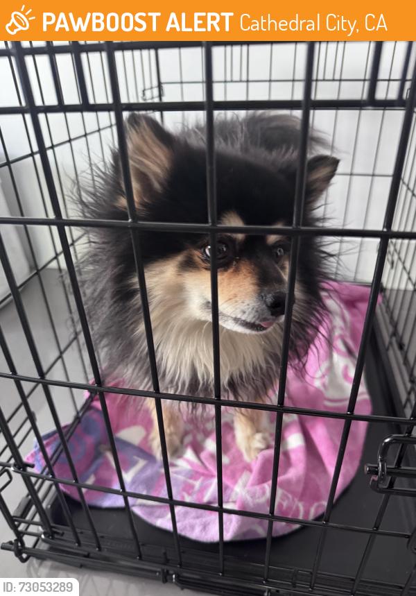 Found/Stray Male Dog last seen Val yermo and Encinitas in Cathedral City, Cathedral City, CA 92234