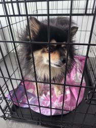 Found/Stray Male Dog last seen Val yermo and Encinitas in Cathedral City, Cathedral City, CA 92234