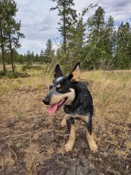 Reunited Male Dog last seen 55th ave and Pittsburg , Spokane, WA 99203