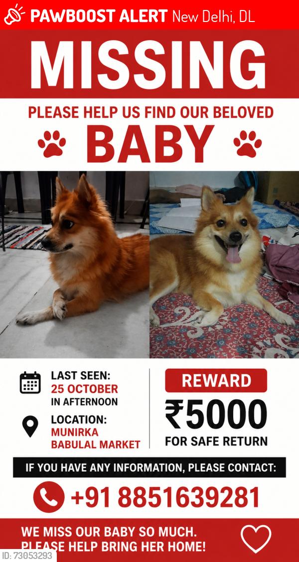 Lost Female Dog last seen Munirka , New Delhi, DL 110067