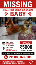 Lost Female Dog last seen Munirka , New Delhi, DL 110067