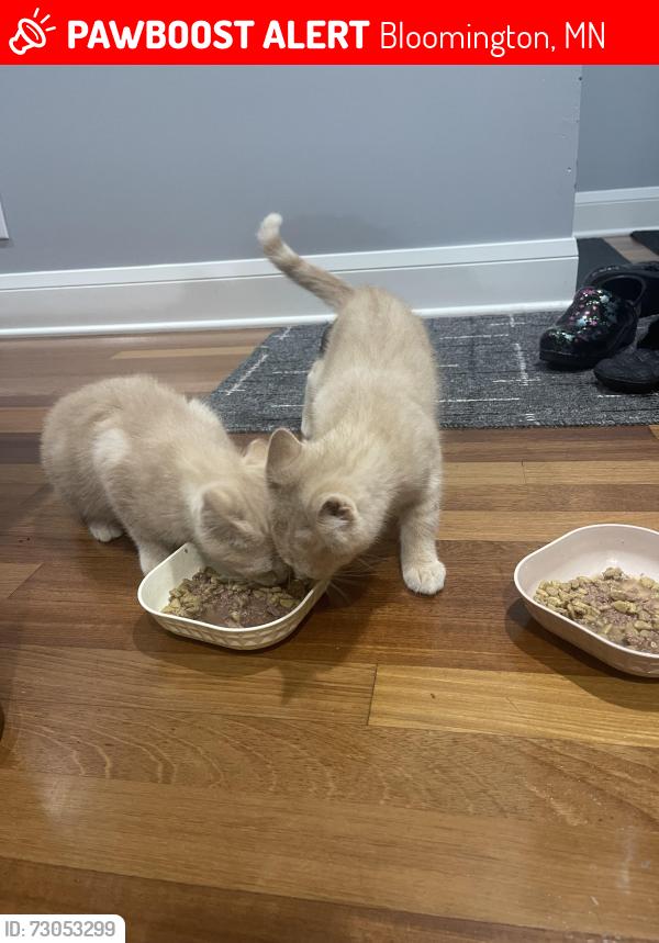 Lost Unknown Cat last seen 83rd, Bloomington, MN 55425
