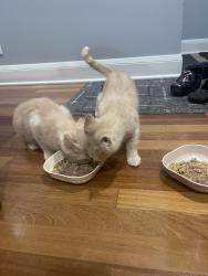 Lost Unknown Cat last seen 83rd, Bloomington, MN 55425