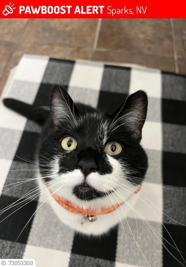 Lost Female Cat last seen Berkshire Dr. & Golden Spike Dr., Sparks, NV 89434