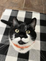 Lost Female Cat last seen Berkshire Dr. & Golden Spike Dr., Sparks, NV 89434