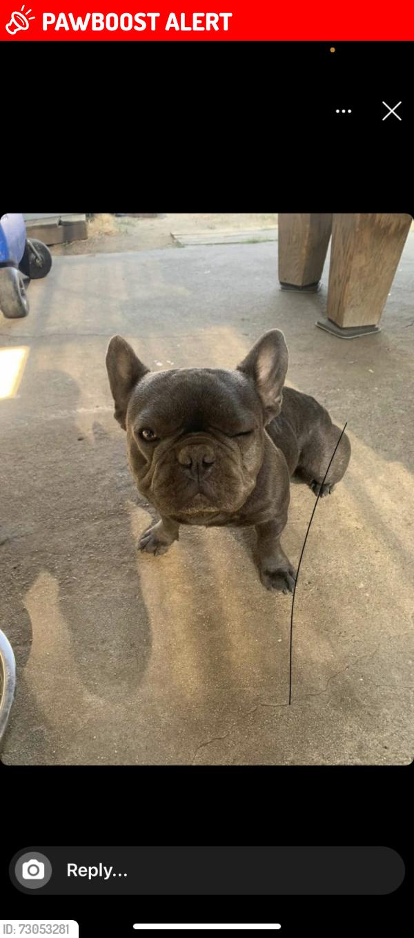 Lost Male Dog last seen Stimpson and Garo St, Hacienda Heights, CA 91745