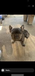 Lost Male Dog last seen Stimpson and Garo St, Hacienda Heights, CA 91745