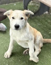Shelter Stray Female Dog last seen , 11361 W Pico Blvd, Los Angeles, CA 90064, USA