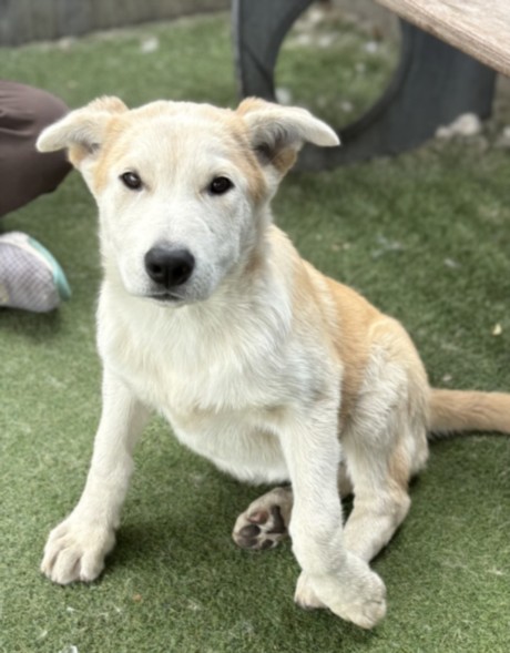 Shelter Stray Female Dog last seen , 11361 W Pico Blvd, Los Angeles, CA 90064, USA