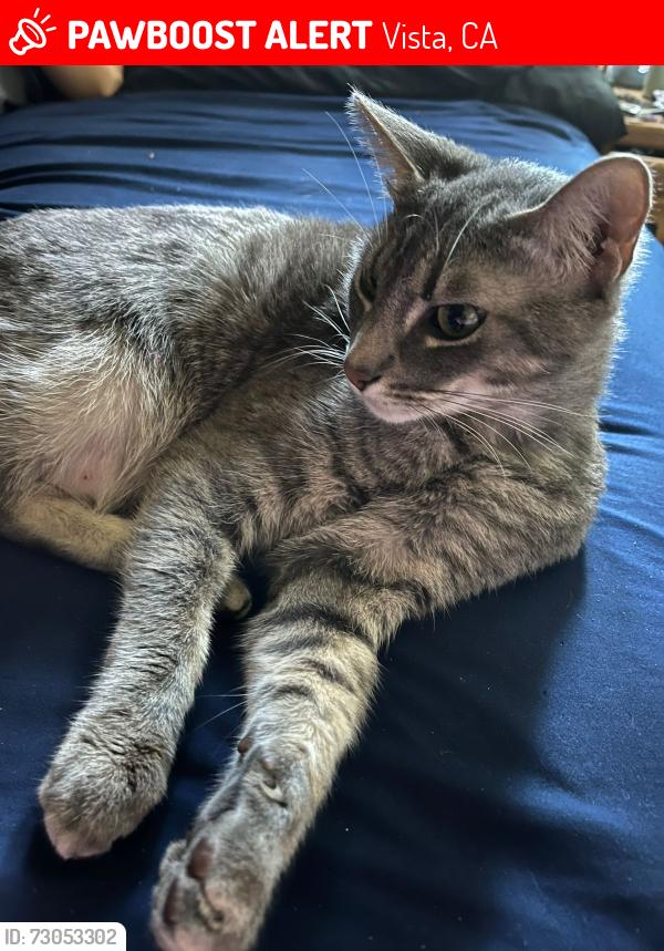 Lost Male Cat last seen South melrose and live oak rd shadowridge, Vista, CA 92081