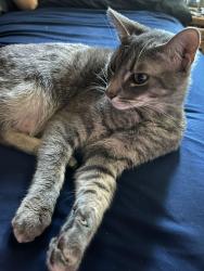 Lost Male Cat last seen South melrose and live oak rd shadowridge, Vista, CA 92081