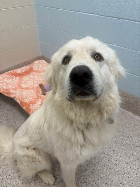 Shelter Stray Male Dog last seen 88TH AND BRADBURY KREBS, 12155 Park Blvd, Brighton, CO 80601, USA