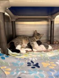 Shelter Stray Female Cat last seen ISHERWOOD, 1950 Stevenson Blvd, Fremont, CA 94538, USA