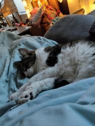 Reunited Male Cat last seen Old Tezel and braun, San Antonio, TX 78254
