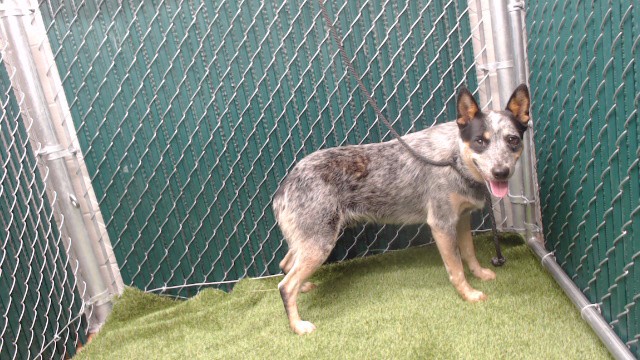 Shelter Stray Male Dog last seen , 11258 Garfield Ave, Downey, CA 90242, USA