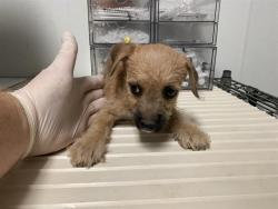 Shelter Stray Female Dog last seen Near BLOCK CENTER ST, BAKERSFIELD CA 93306, 3951 Fruitvale Ave, Bakersfield, CA 93308, USA